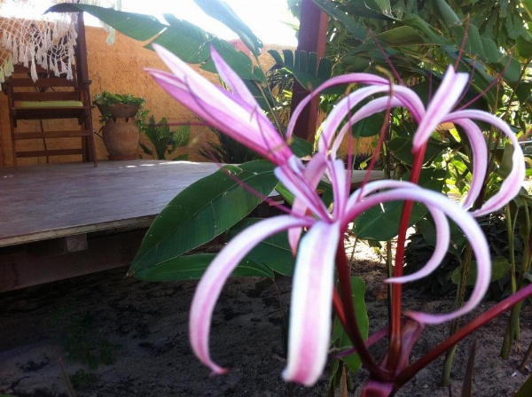 Casa do Jardim image 18